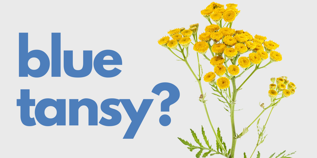 Is Blue Tansy good for your skin?